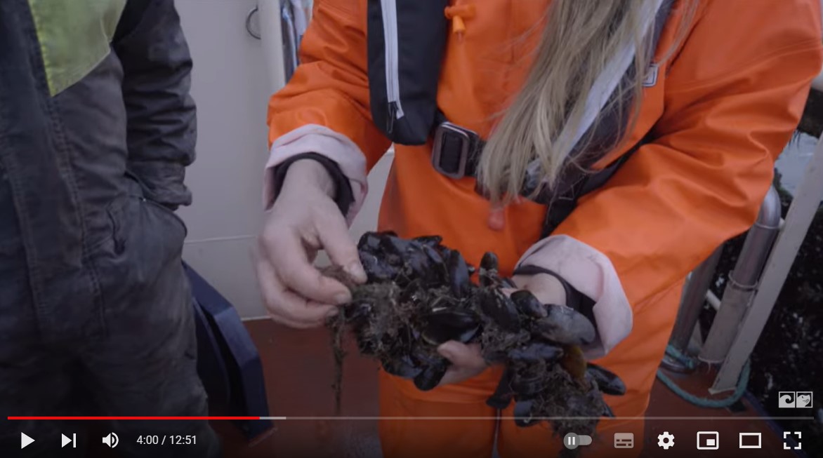 Mad Fra Havet Kapitel Muslinger Tang Og Sters Havets